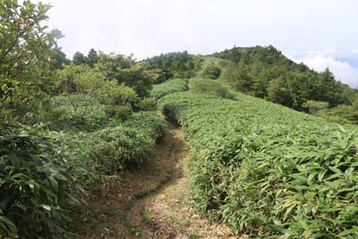 縦走路