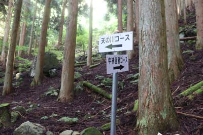 分岐