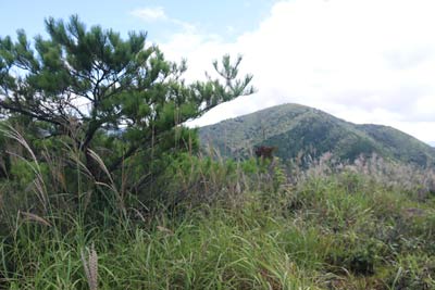妹山山頂