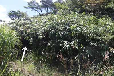 妹山登山口