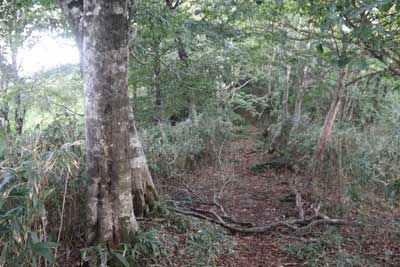 尾根ルート