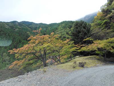 紅葉