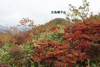 紅葉