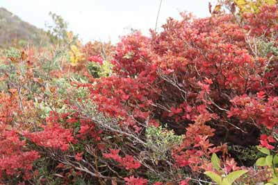 ホツツジの紅葉
