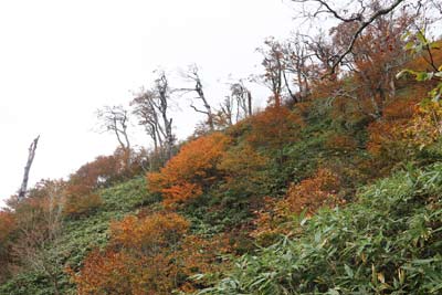 尾根の紅葉