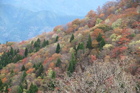 後山北西斜面