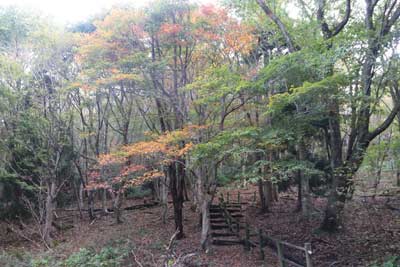 紅葉