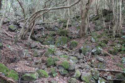 苔むす沢