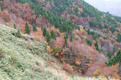 ブナの谷頭の斜面