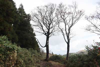 伯州山の門番