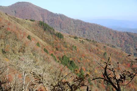 斜面の紅葉