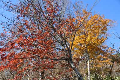 紅葉と黄葉