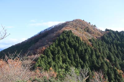 鋸歯仙