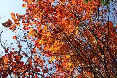 紅葉