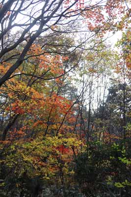紅葉の先に
