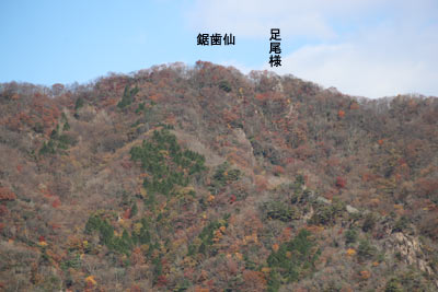 鋸歯仙