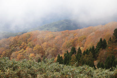 斜面の紅葉
