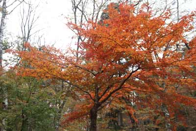 紅葉