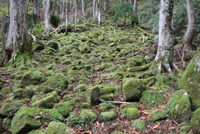 苔むす森
