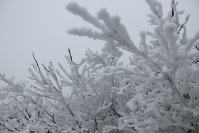 霧氷