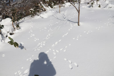 野ウサギ