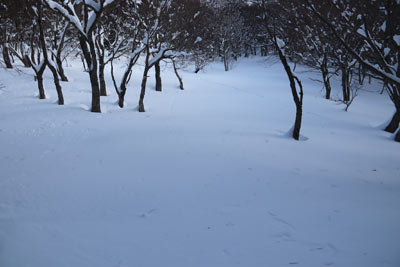 雪原