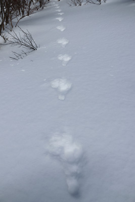 野ウサギ