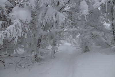 霧氷のトンネル