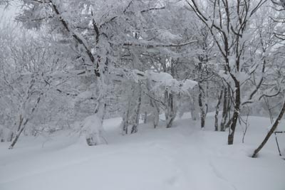 霧氷の世界