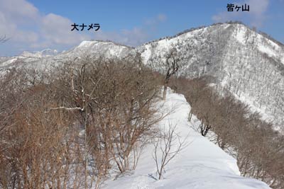 大ナメラ