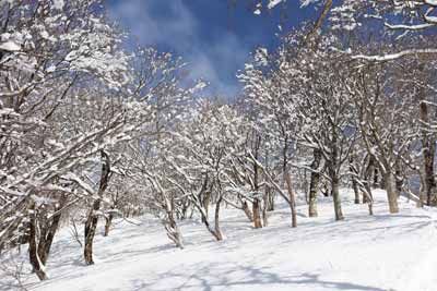 雪の華