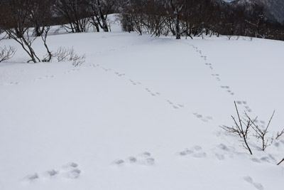 野ウサギ