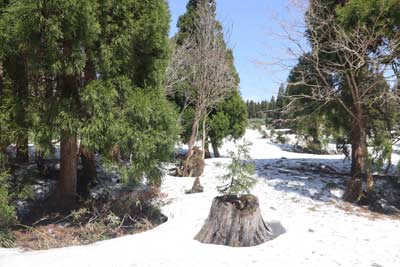 霧ヶ原への雪原の入口