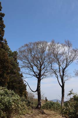 伯州山の門番
