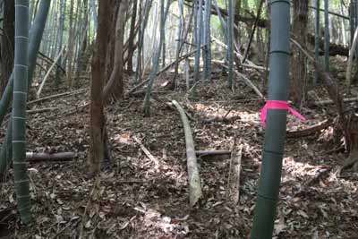 竹藪