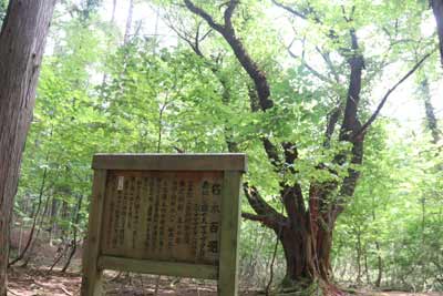 オオヤマザクラ
