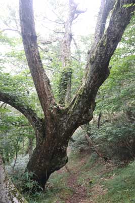 枯れ木