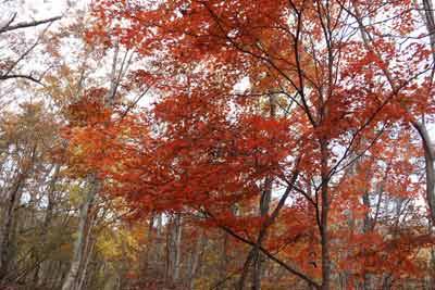 紅葉