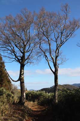 伯州山の門番