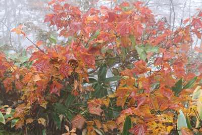 紅葉