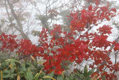 紅葉