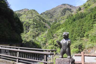 クマ君