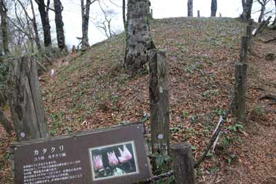 カタクリ広場