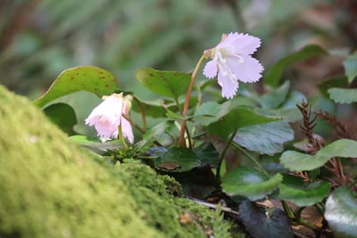 イワウチワ