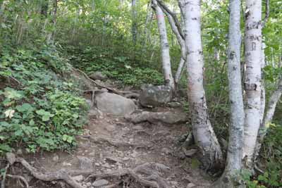 登山道らしい