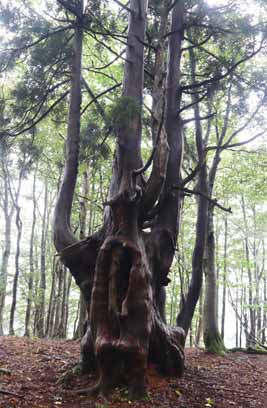アシュウ杉