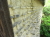 Plants: image 42 0f 49 thumb
