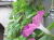 Plants: image 44 0f 49 thumb