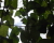 Plants: image 45 0f 49 thumb