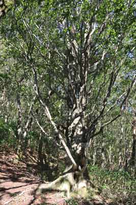 シンボルツリーのブナの大木